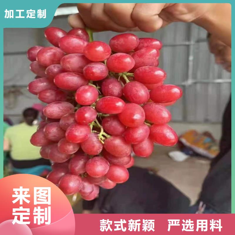 甜蜜蓝宝石无核葡萄苗