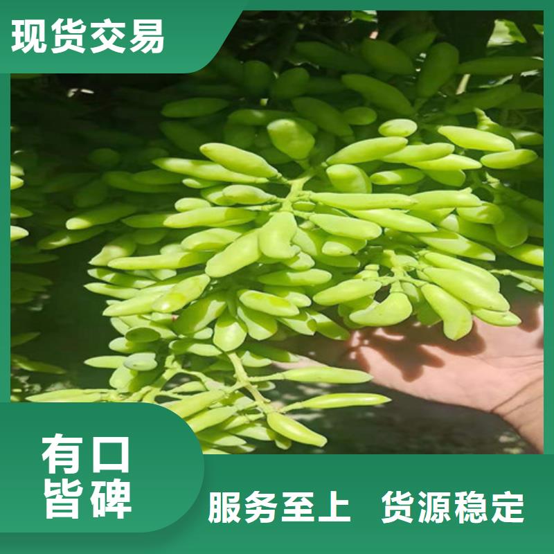 葡萄【蓝莓苗】厂家自营