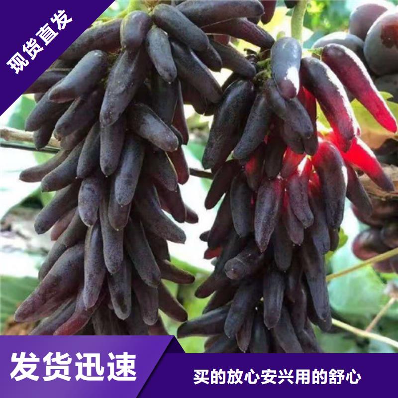 甜蜜蓝宝石无核葡萄苗