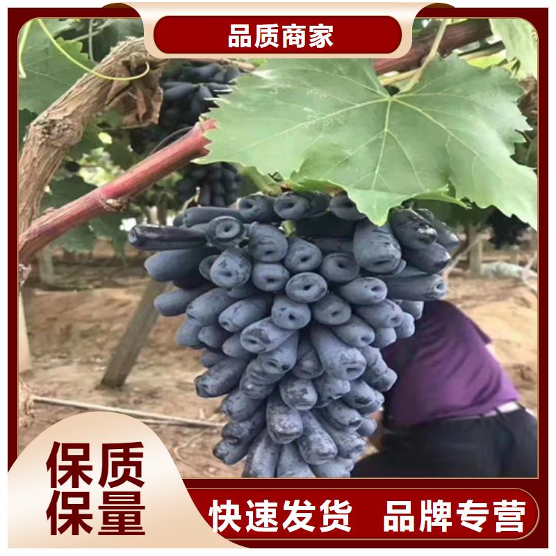 甜蜜蓝宝石无核葡萄苗