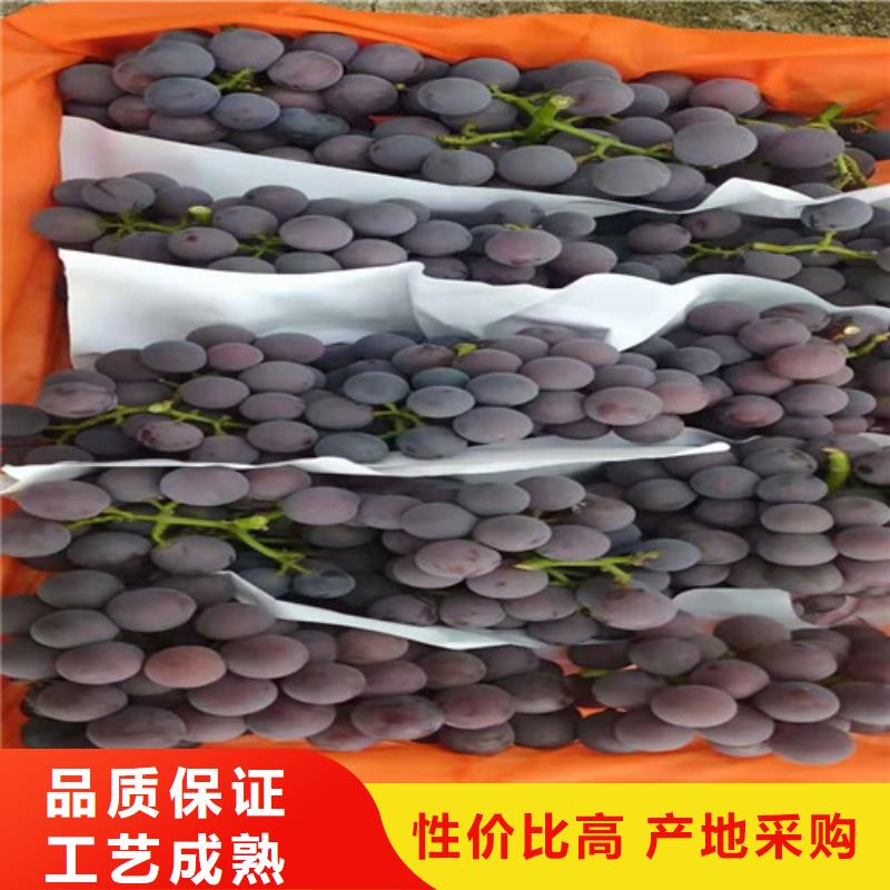黑龙江省齐齐哈尔订购市早峰葡萄苗