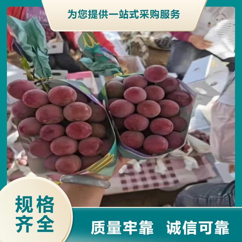 【兴业】葡萄大棚草莓苗同行低价-兴业苗木中心