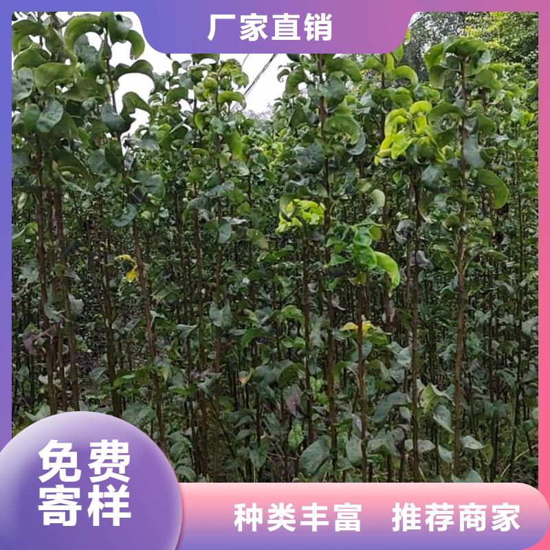 秋月梨种植苗基地图片