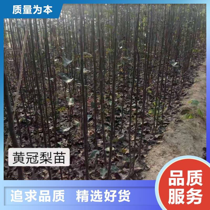 梨新梨7号梨树苗畅销本地