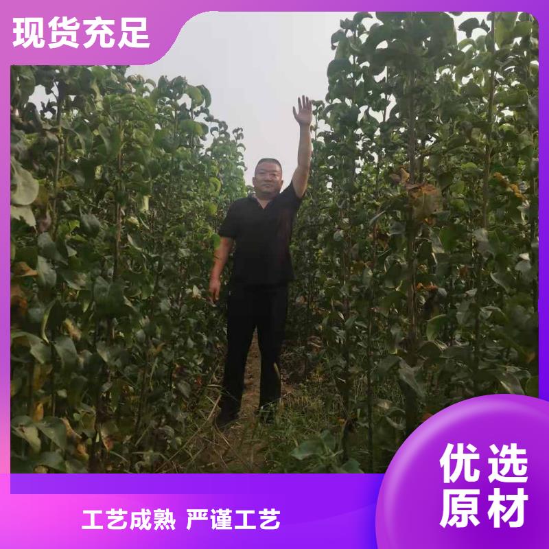 温州买秋月梨种植苗一亩地种植利润