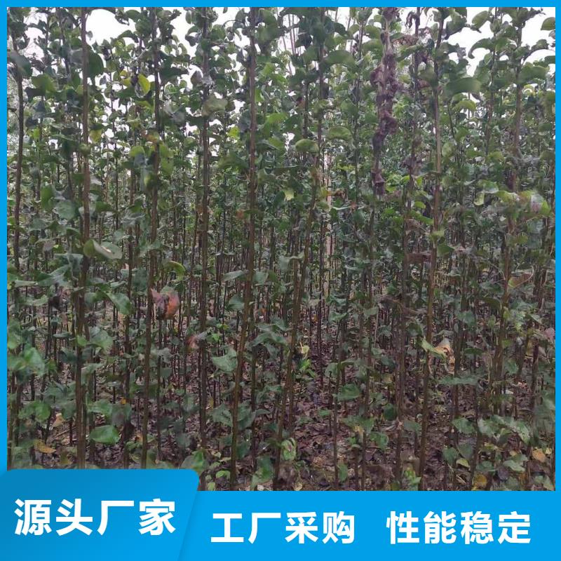 温州找秋月梨树苗种植方法