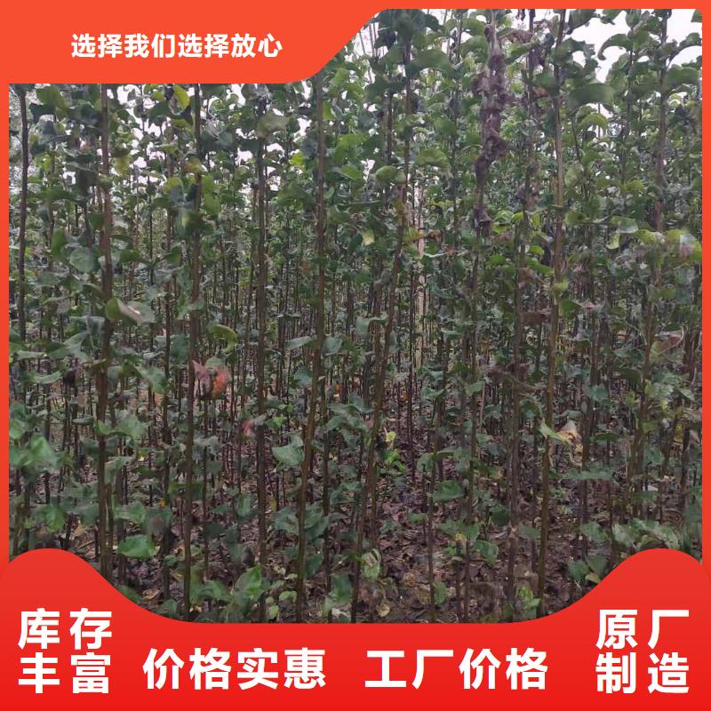 【梨瑞蟠101桃树苗质量安全可靠】