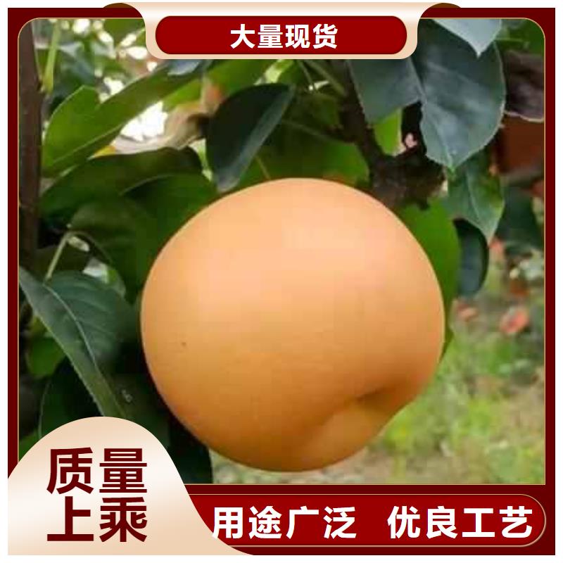 秋月梨树苗品种大全
