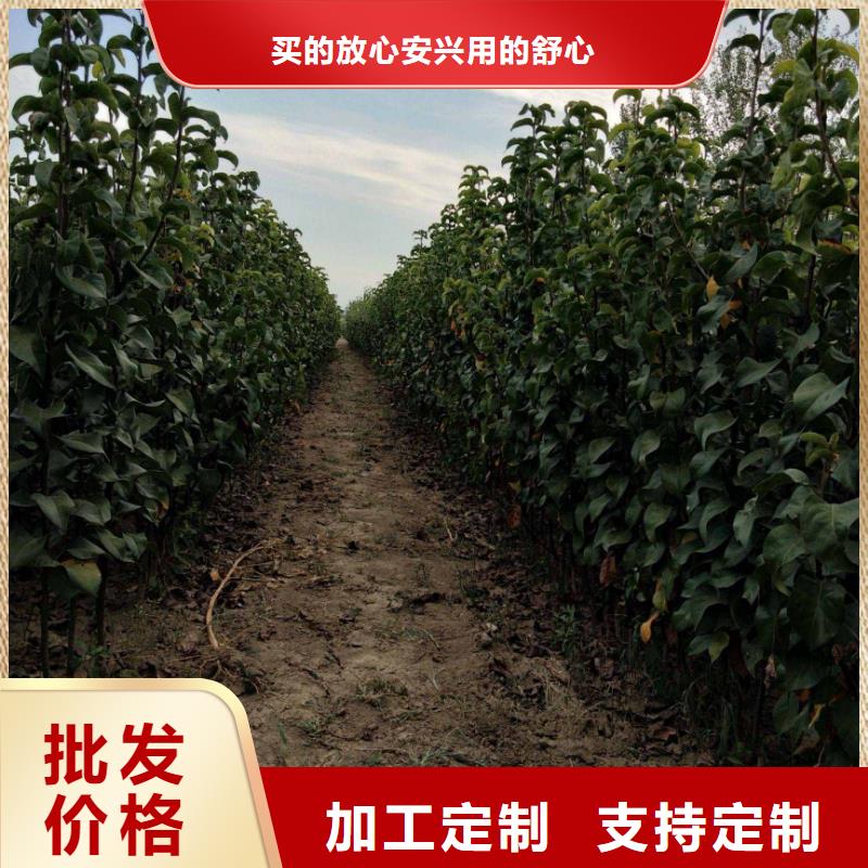 滁州咨询秋月梨树苗一亩地需要多少株