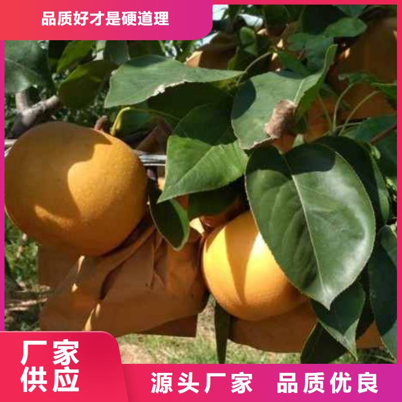 选购华仁秋月梨种植苗高产品种