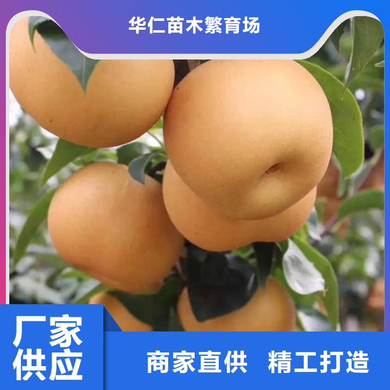秋月梨种植苗高产品种