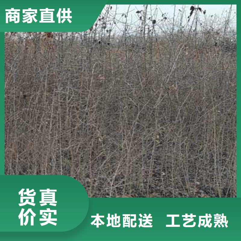 杜梨小苗一亩地种植利润