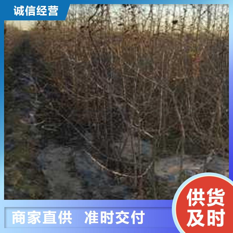 杜梨苗种植方法