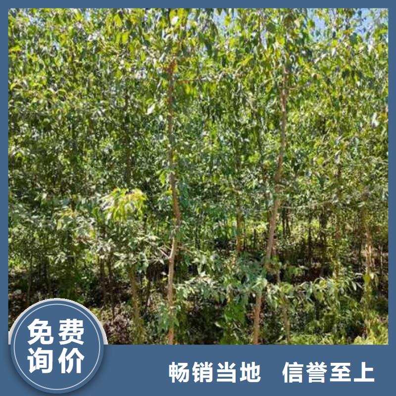 杜梨苗种植方法