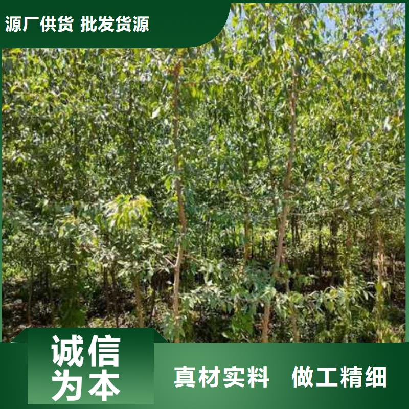 杜梨苗种植时间