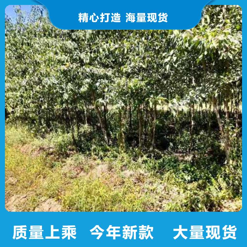 杜梨小苗种植方法及时间