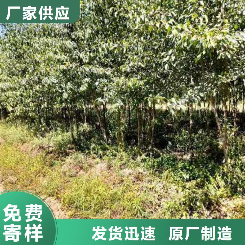 杜梨苗种植方法