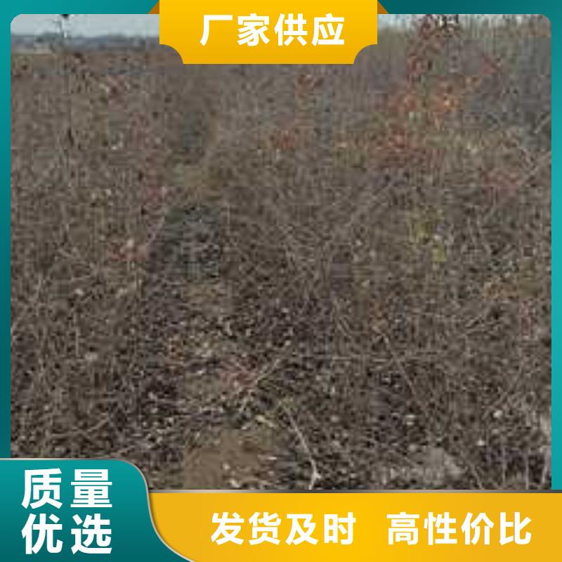 杜梨皇冠梨树苗本地配送