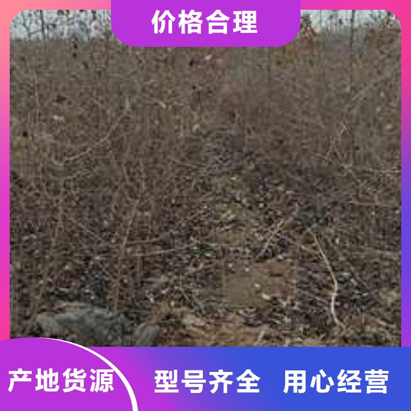 杜梨树苗种植基地