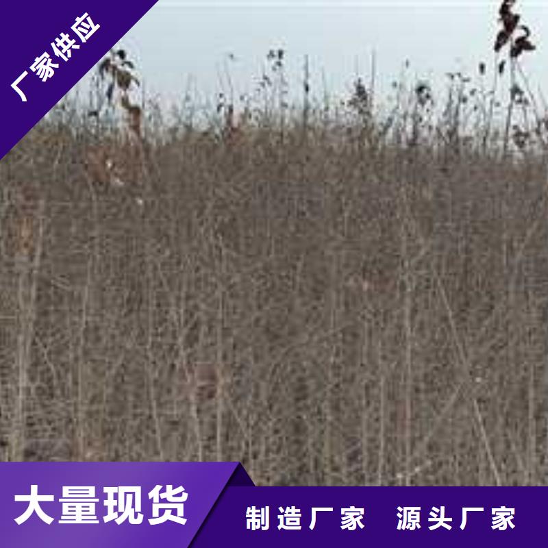 杜梨,新梨7号梨树苗适用范围广