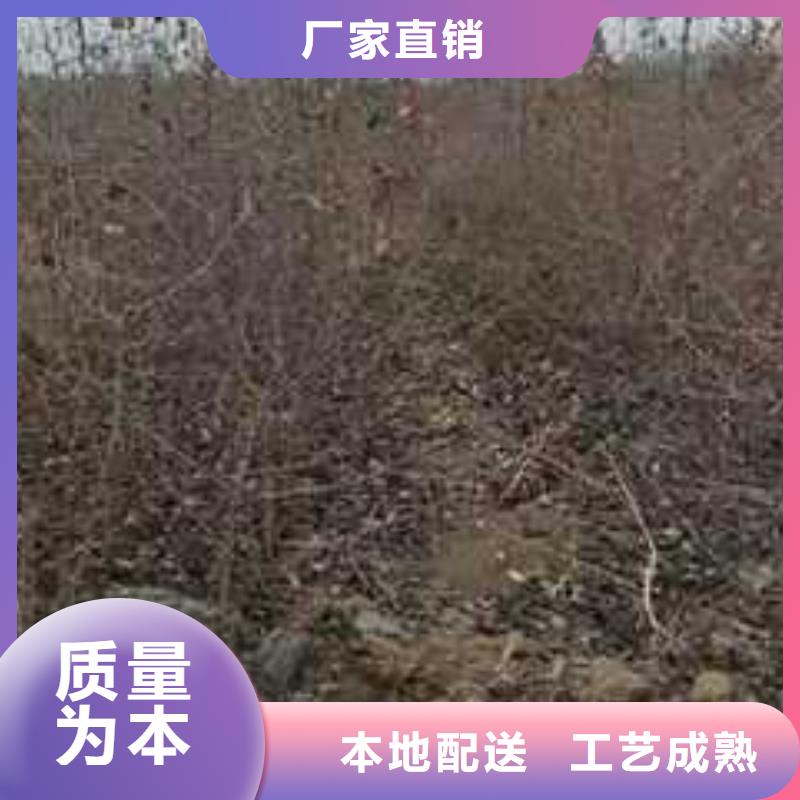 【杜梨山桃苗生产安装】