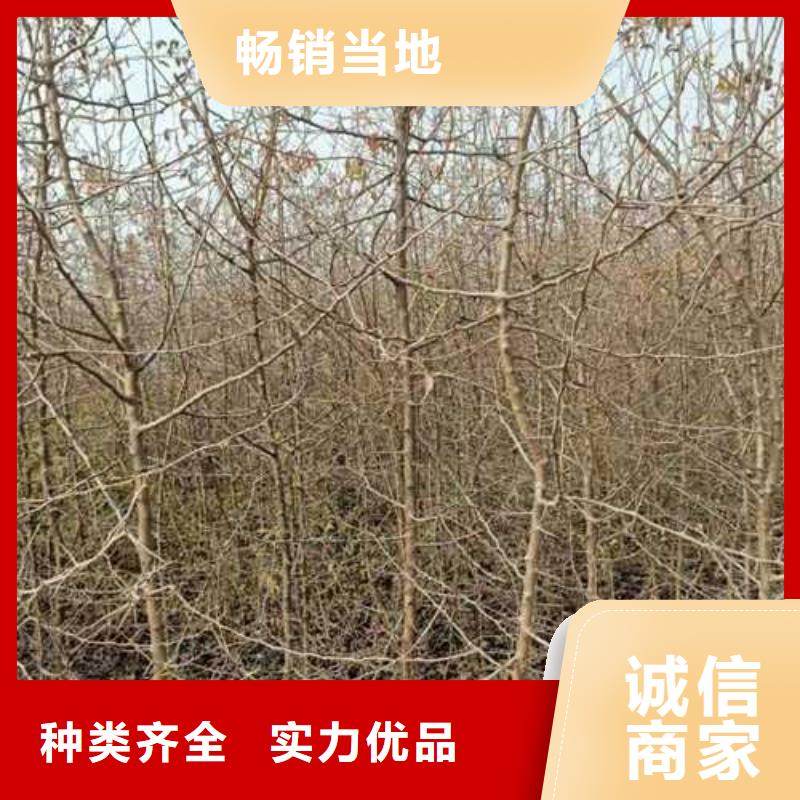 杜梨小苗种植方法及时间