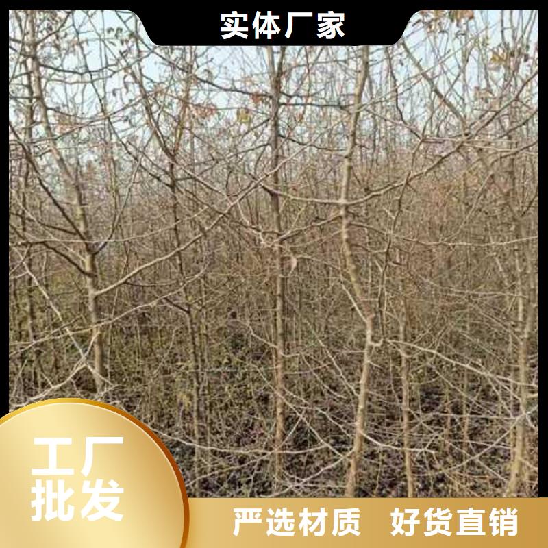 杜梨树苗质优价廉