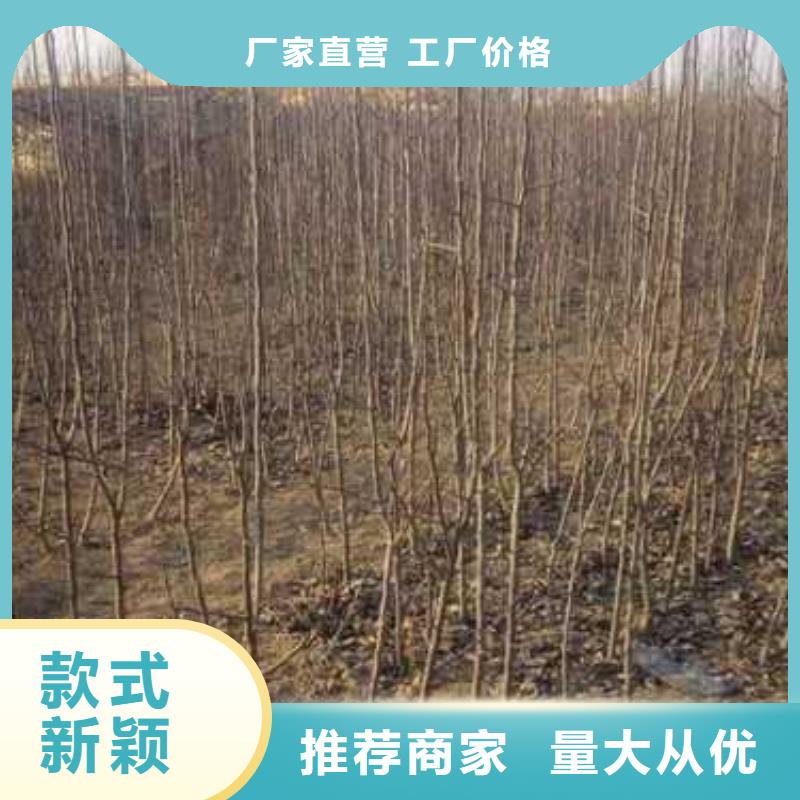 【杜梨】梨树苗基地低价货源