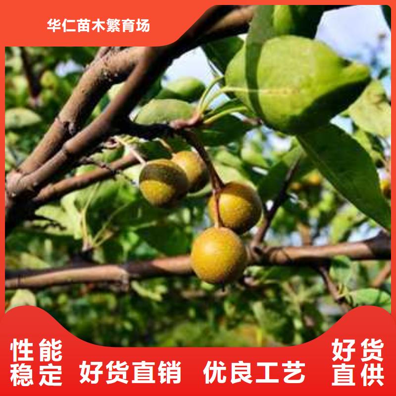 杜梨小苗种植基地