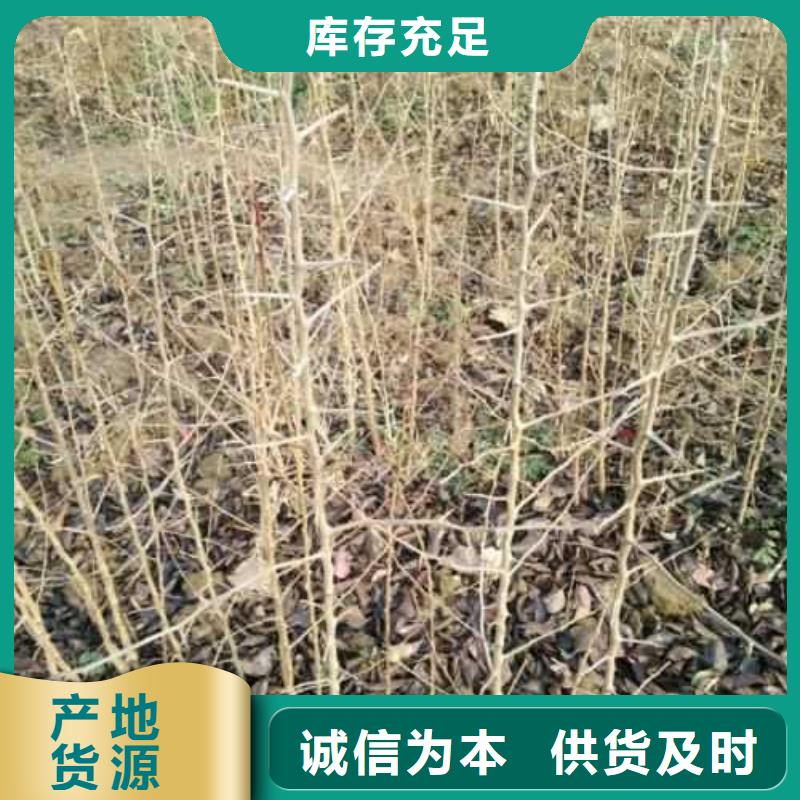 杜梨小苗种植基地