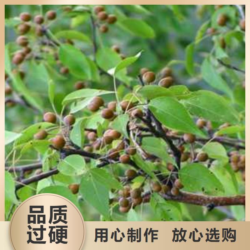 杜梨小苗种植时间