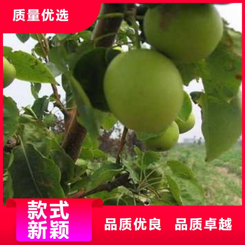 杜梨小苗种植方法