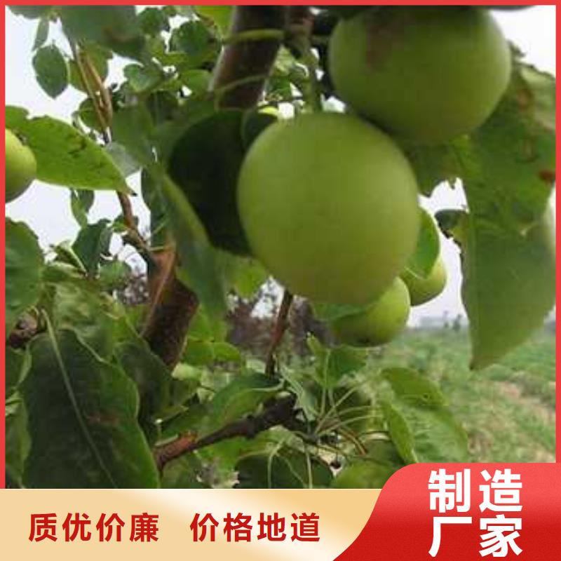 杜梨小苗种植方法