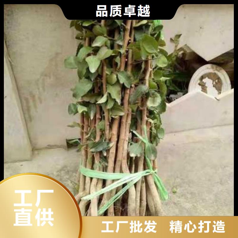 【广州】直供杜梨小苗种植方法及时间