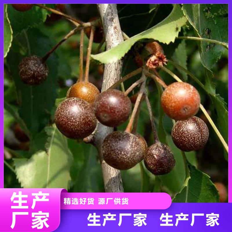 杜梨小苗种植时间