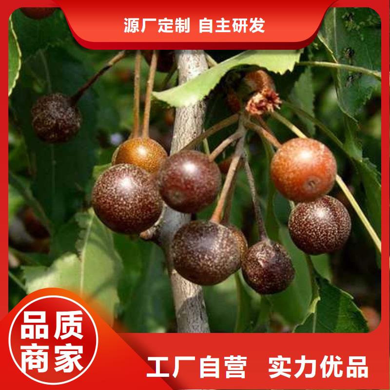 杜梨苗种植方法