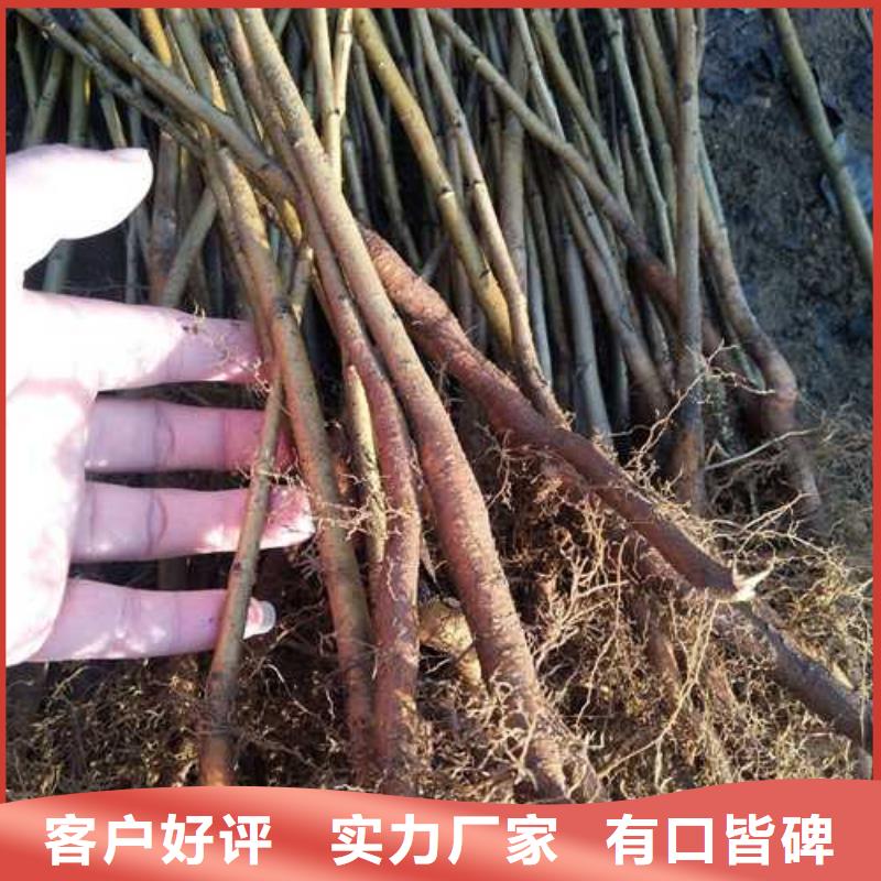 杜梨,新梨7号梨树苗适用范围广