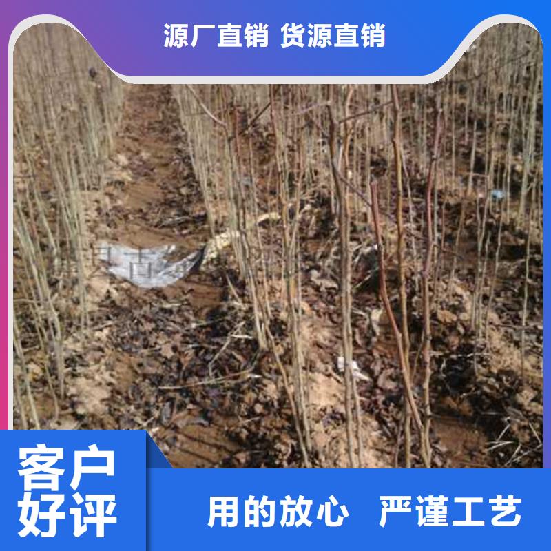 杜梨小苗一亩地利润