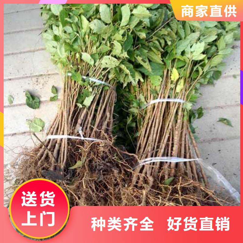 杜梨小苗种植时间