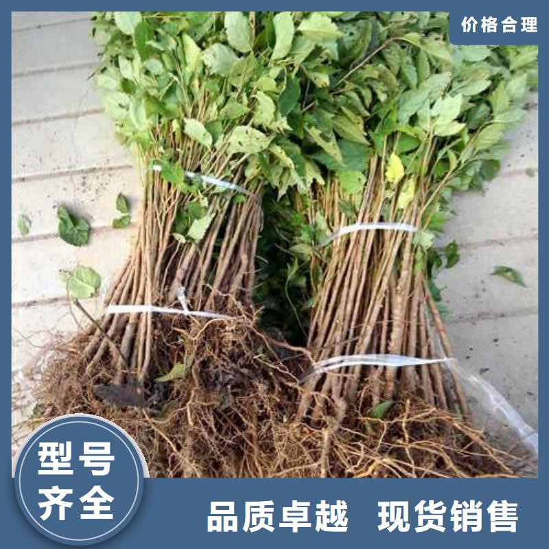 杜梨树苗种植基地