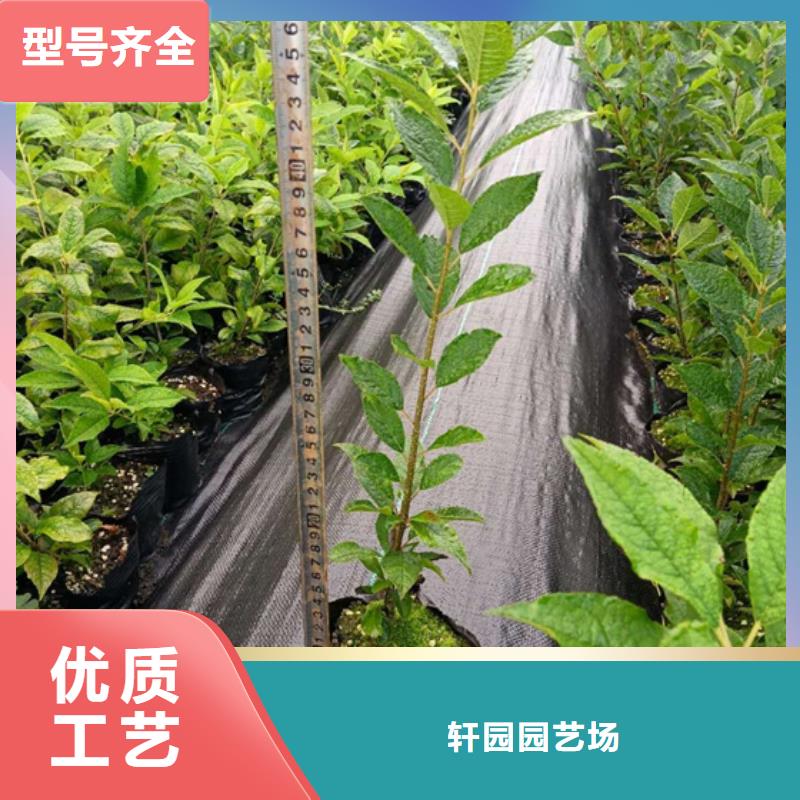 北美冬青苗种植管理技术