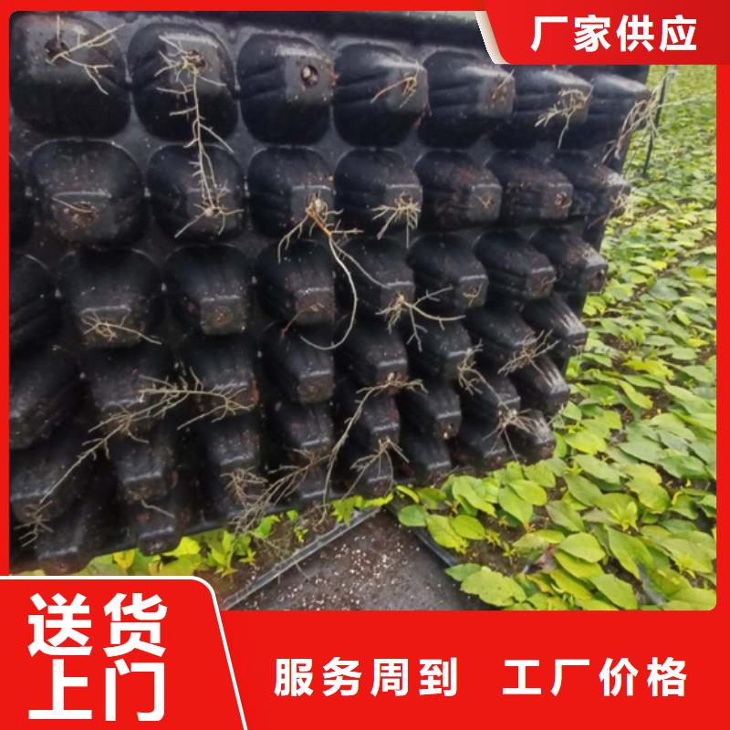 北美冬青苗种植管理技术