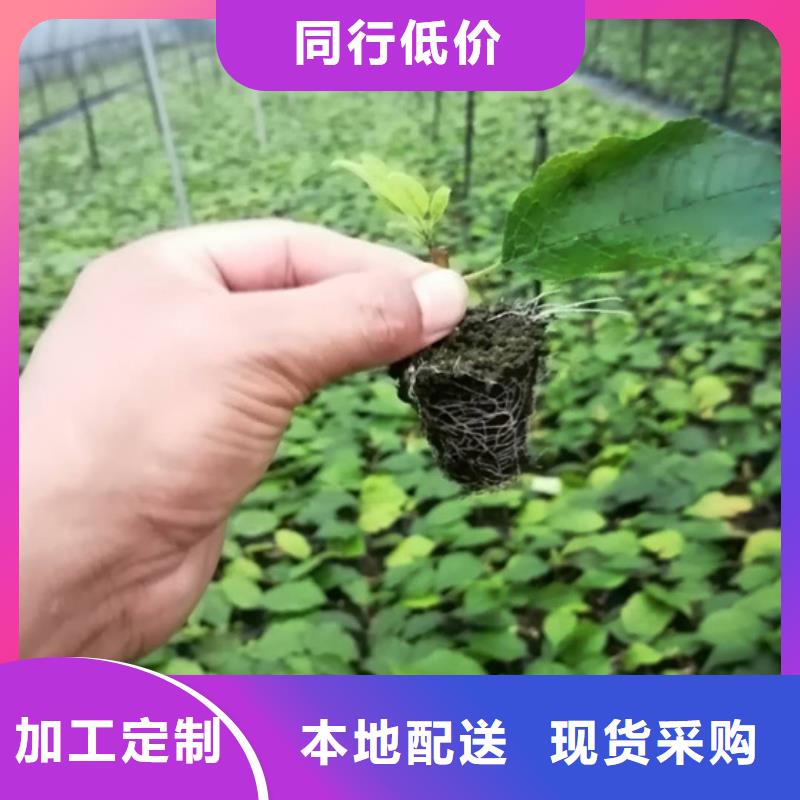 北美冬青-无花果苗市场行情