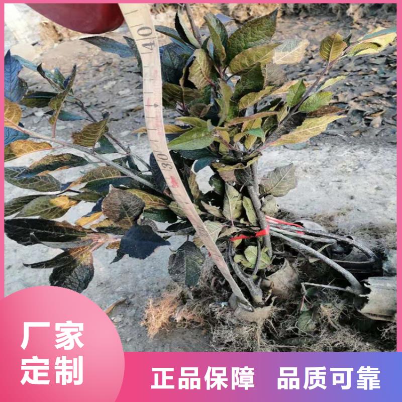 北美冬青-石榴树无中间商厂家直销