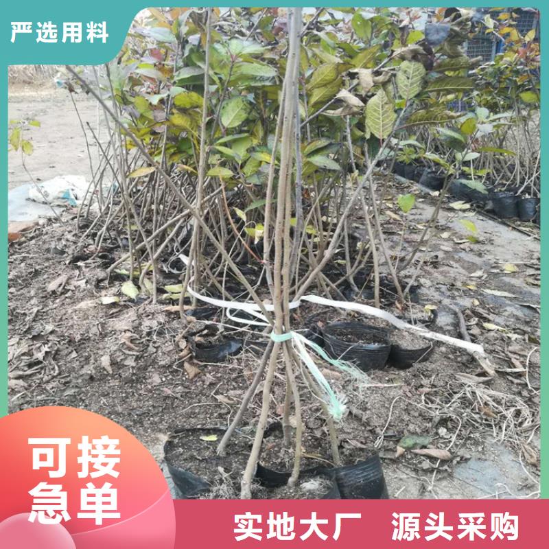 北美冬青价格多少一棵直销价格