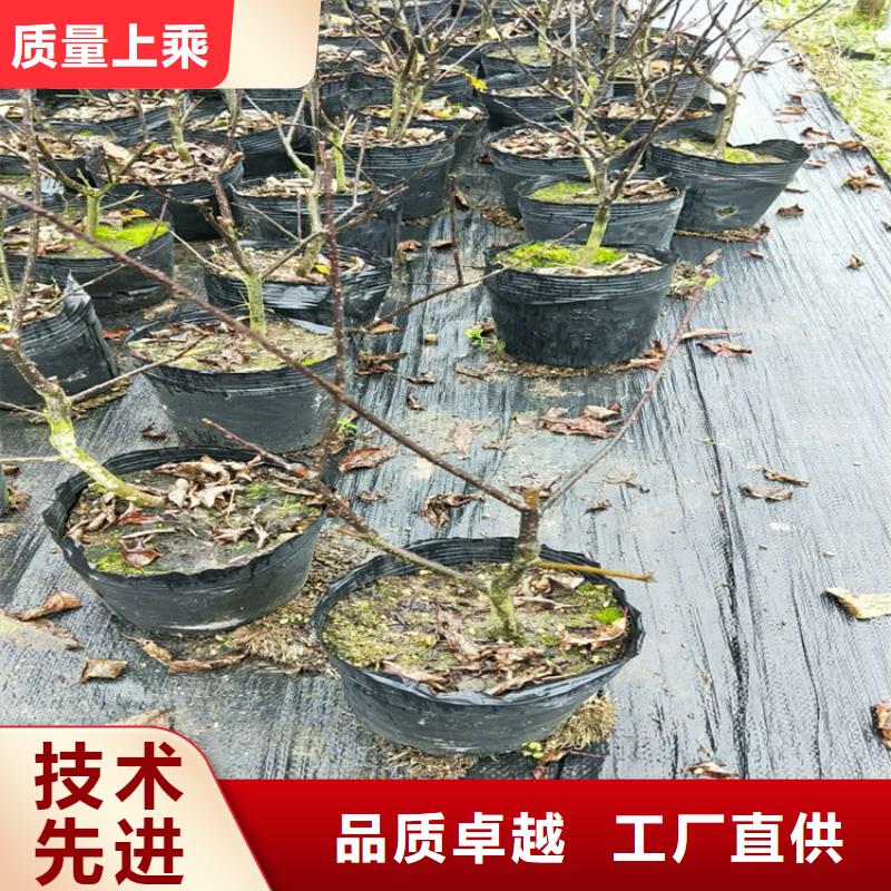 北美冬青苗种植管理技术