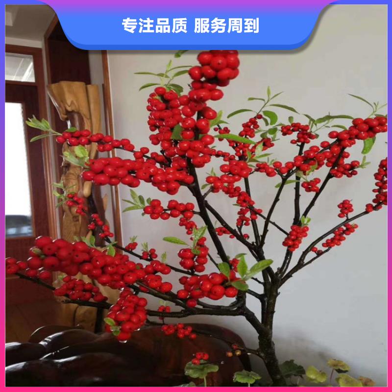 北美冬青-无花果苗市场行情