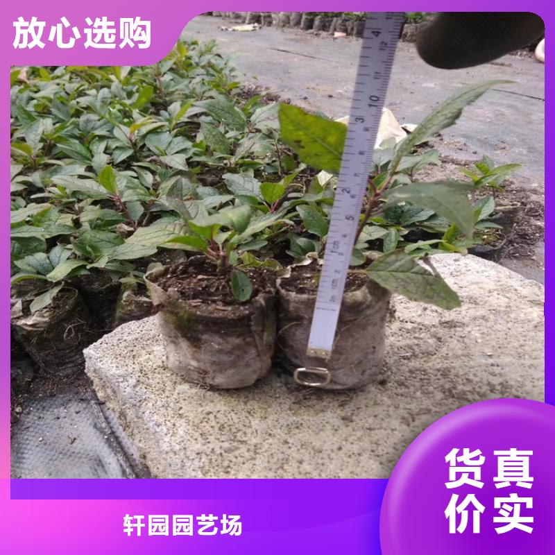 北美冬青什么时候种植最好免费咨询