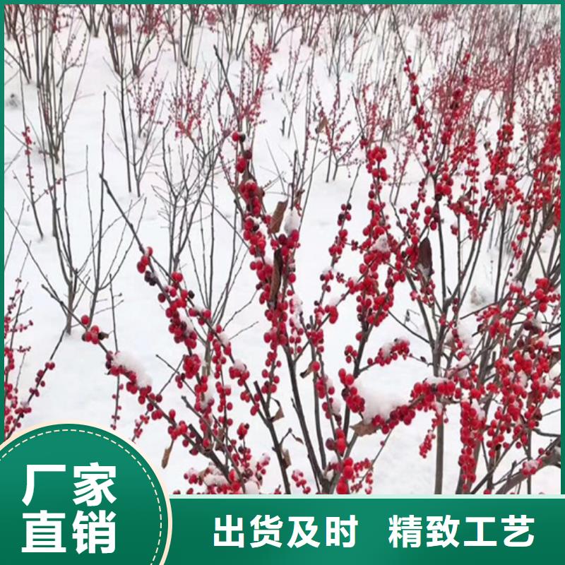 北美冬青花椒苗质量上乘