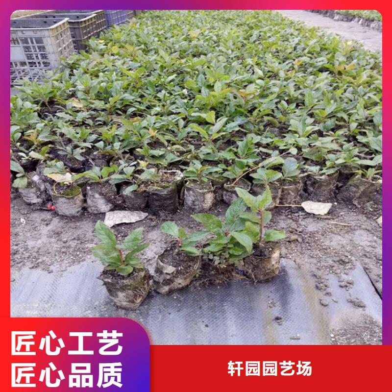 北美冬青-无花果苗市场行情